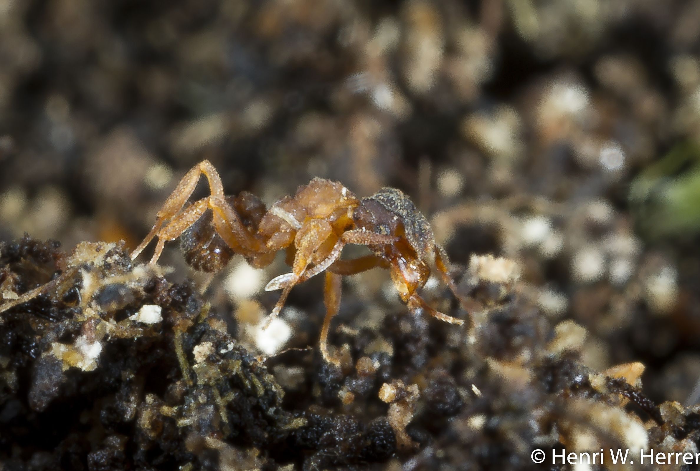 Cyphomyrmex rimosus worker. Photo: Henri Herrera, CDF.